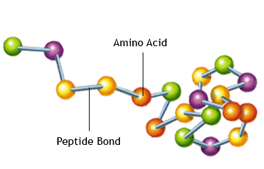 dna protein_eng